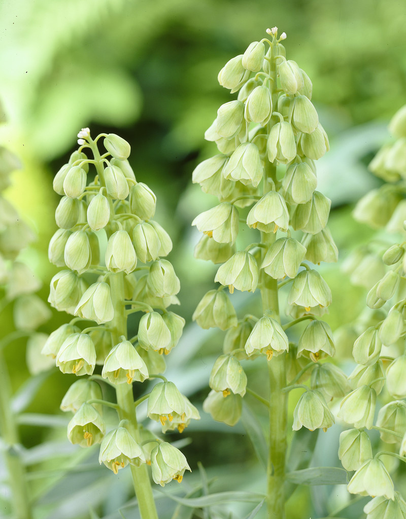 Fritillaria persica 'Ivory Bells'